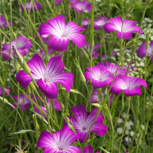 Githago Purple Queen Agrostemma Seeds 100 Seeds Corn Cockle Cottage Garden Flower