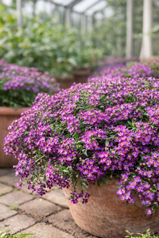 Sweetie Deep Purple Alyssum Seeds 250 Fragrant Flower Garden Seeds