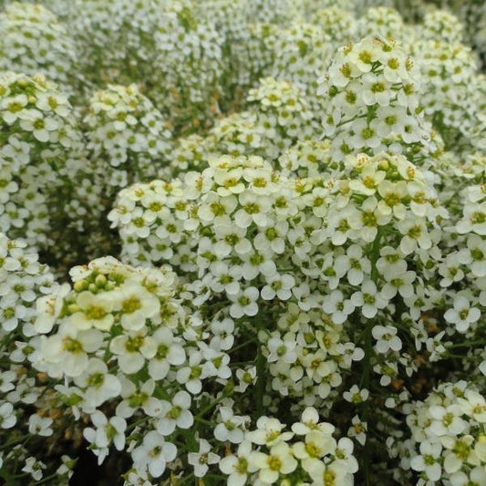 Sweetie Lemon Yellow Alyssum Seeds 100 Fragrant Pollinator-Friendly Flower Seeds