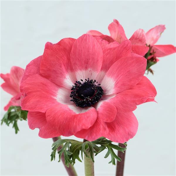 Anemone Seeds Gemstone Pink 15 thru 50 Seed Windflower Seeds