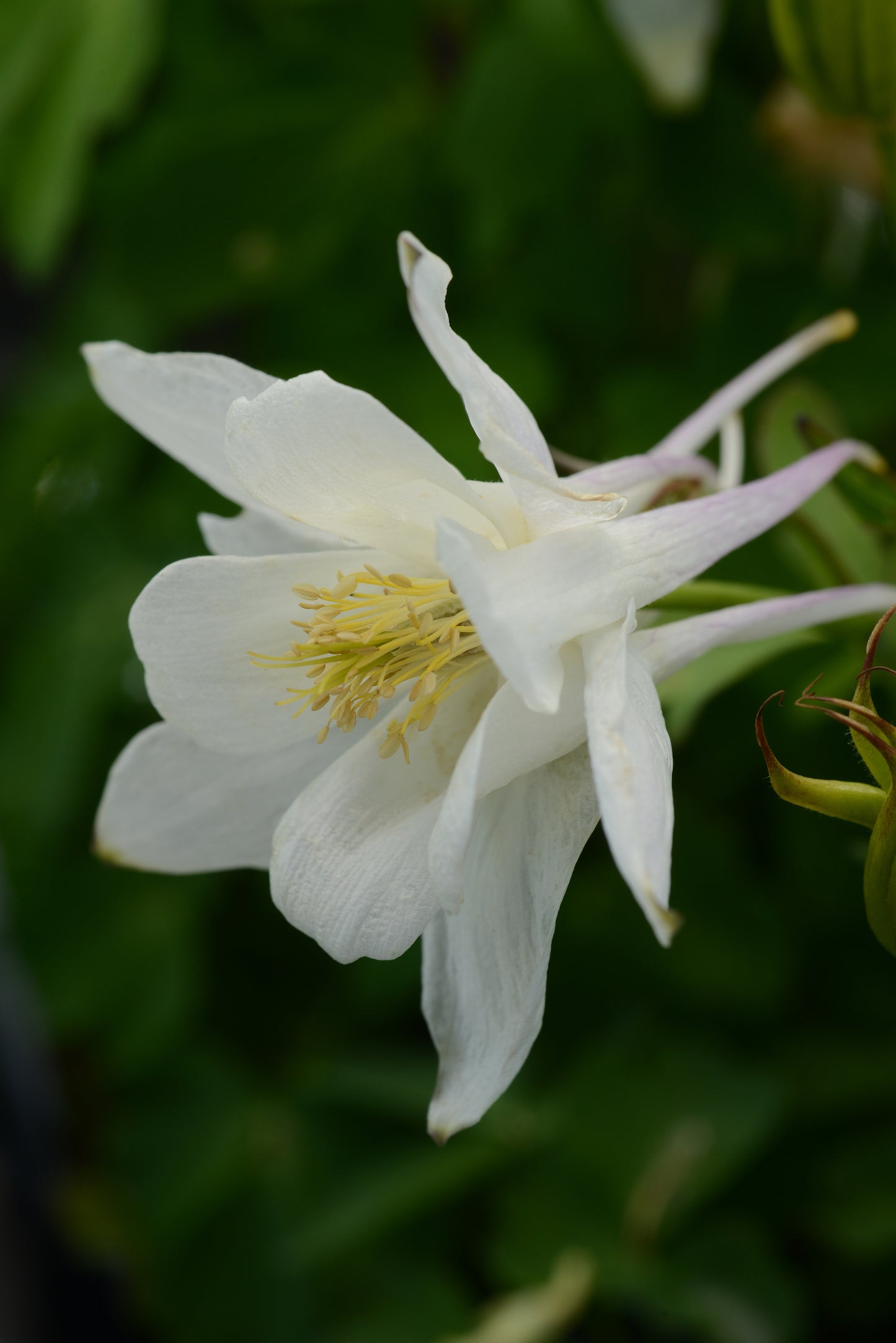 25 Columbine Seeds Earlybird White Aquilegia Perennial Flower
