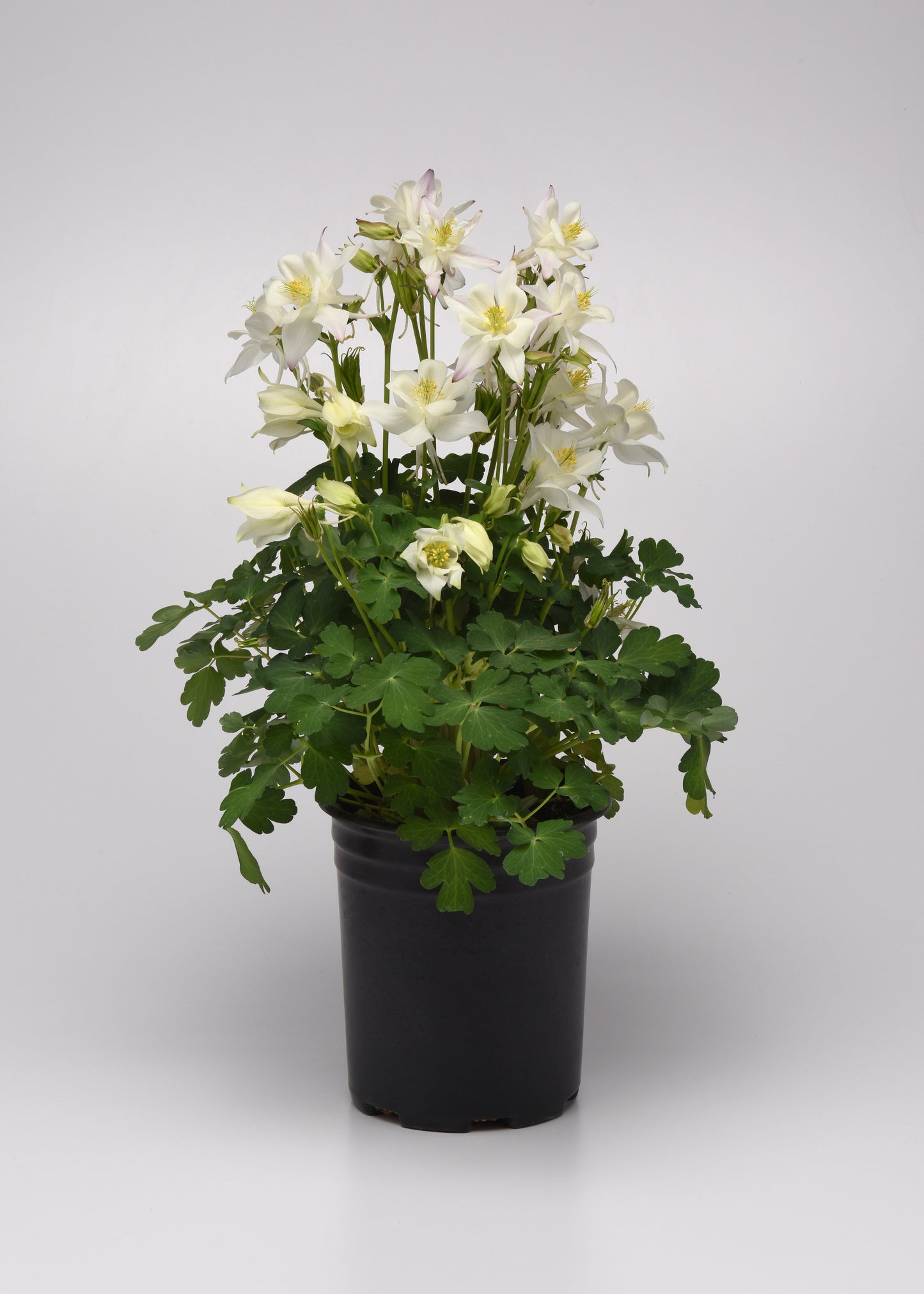 25 Columbine Seeds Earlybird White Aquilegia Perennial Flower