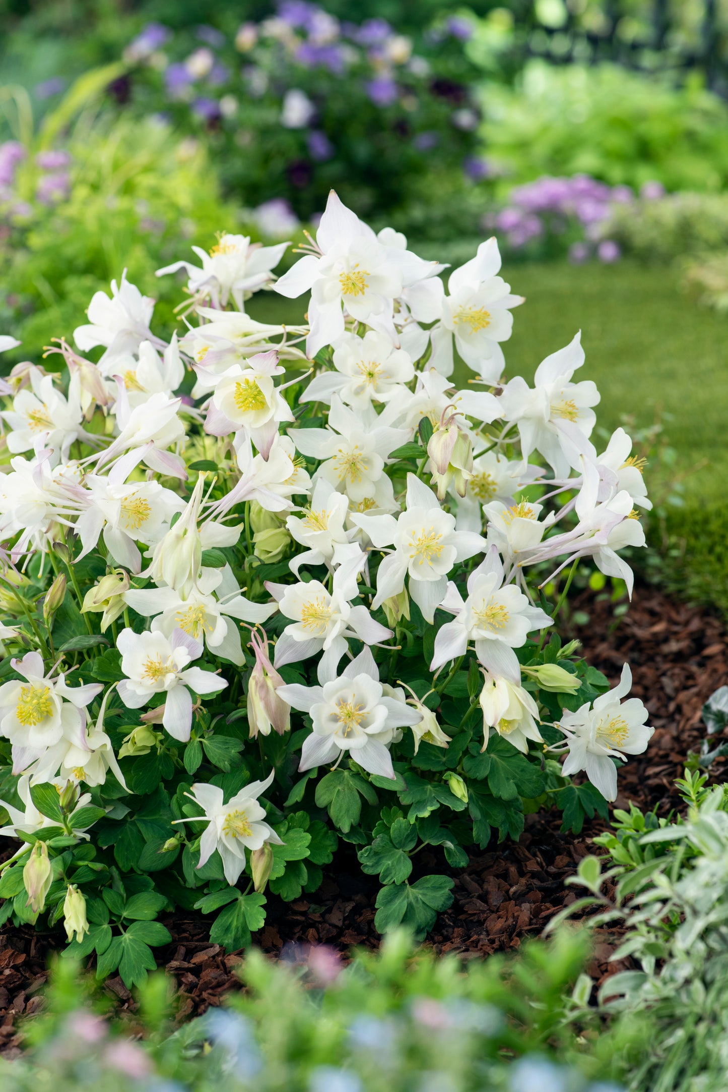 25 Columbine Seeds Earlybird White Aquilegia Perennial Flower