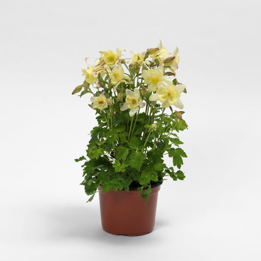 25 Columbine Seeds Earlybird Yellow Aquilegia Perennial Flower