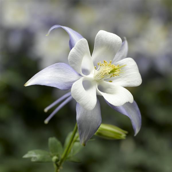 Aquilegia Seeds 25 Aquilegia Kirigami Light Blue And White Columbine Seeds Perennial Seeds