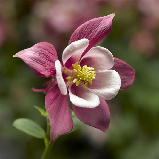 Aquilegia Seeds 25 Aquilegia Kirigami Rose Pink Columbine Seeds Perennial Seeds