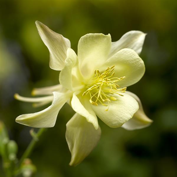 Aquilegia Seeds 25 Aquilegia Kirigami Yellow Columbine Seeds Perennial Seeds