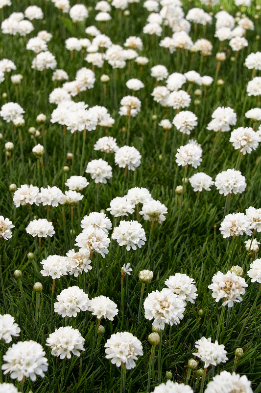 50 Armeria Seeds First Up White