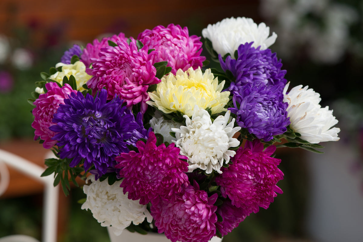 Cut Flower Seed Collection – 8 Varieties, 300 Seeds | Bouquet Garden Kit