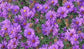 Aster Seeds 100 flower seeds Amethyst Aster
