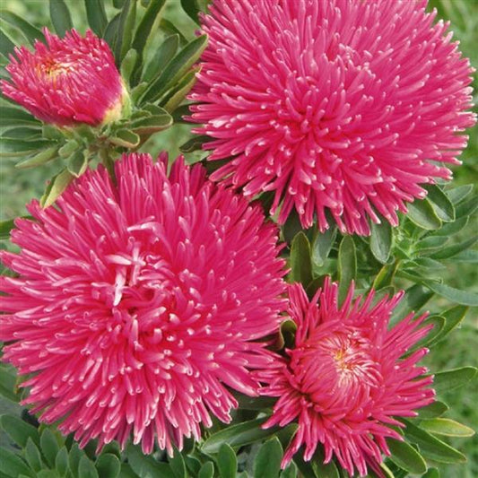 100 Aster Seeds Aster Gala Carmine Rose