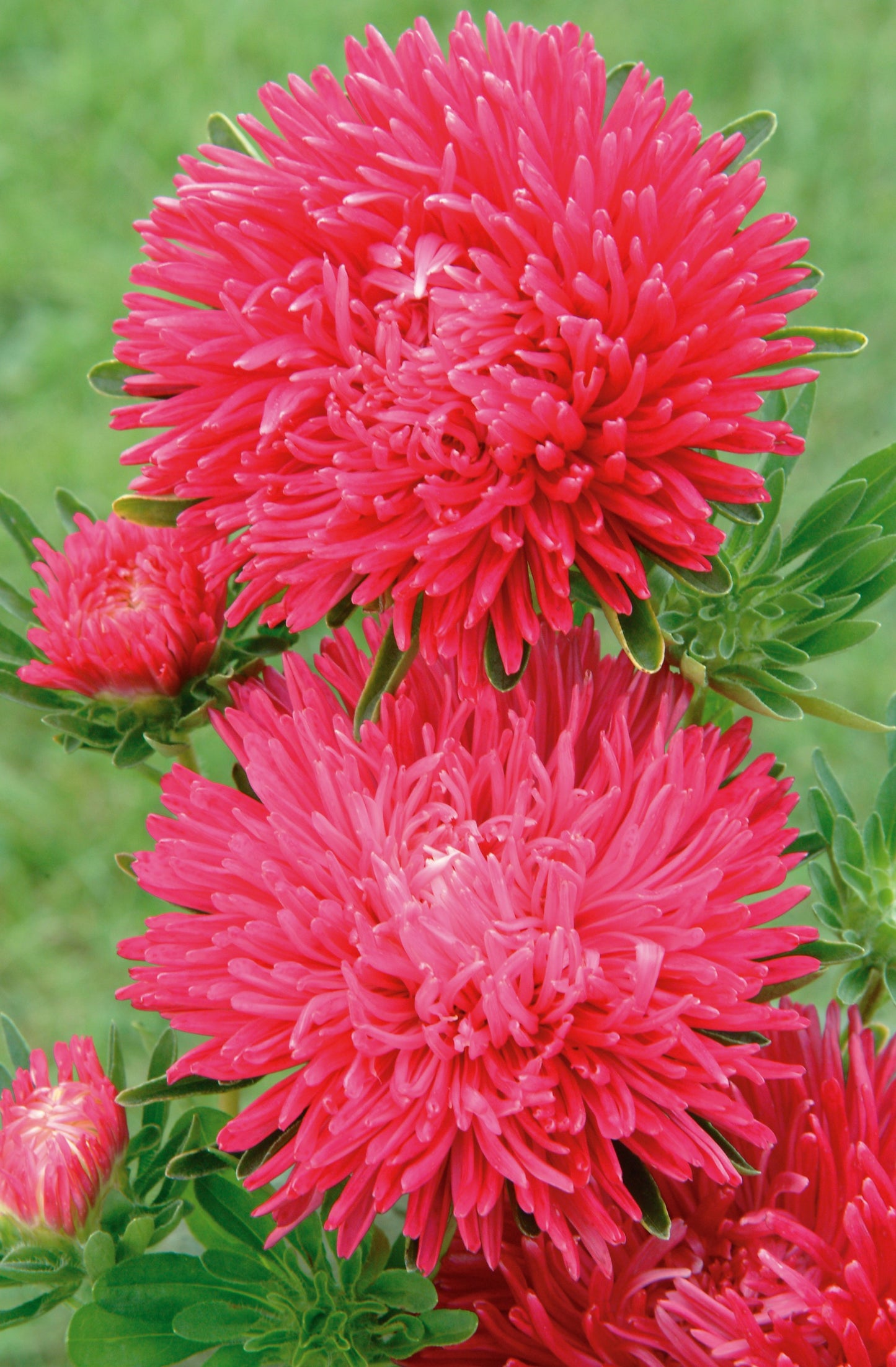 100 Aster Seeds Aster Gala Scarlet Flower Seeds