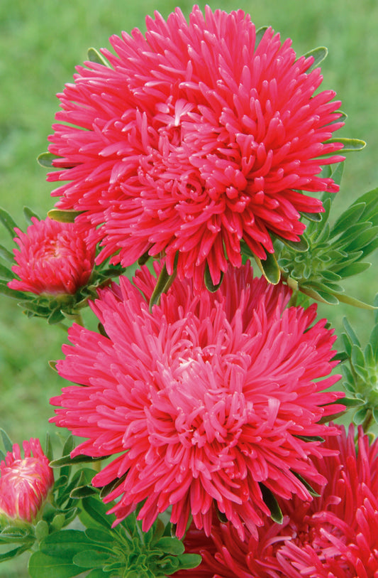 100 Aster Seeds Aster Gala Scarlet Flower Seeds