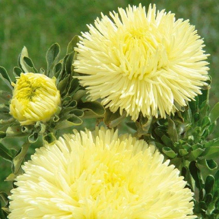 100 Aster Seeds Aster Gala Yellow Bee Friendly Flowers
