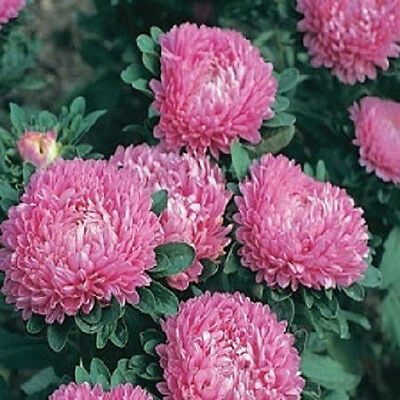 100 Aster Seeds Dwarf Milady Rose