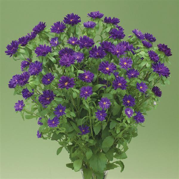 50 Aster Seeds Aster Nina Plus Purple Cut Flowers