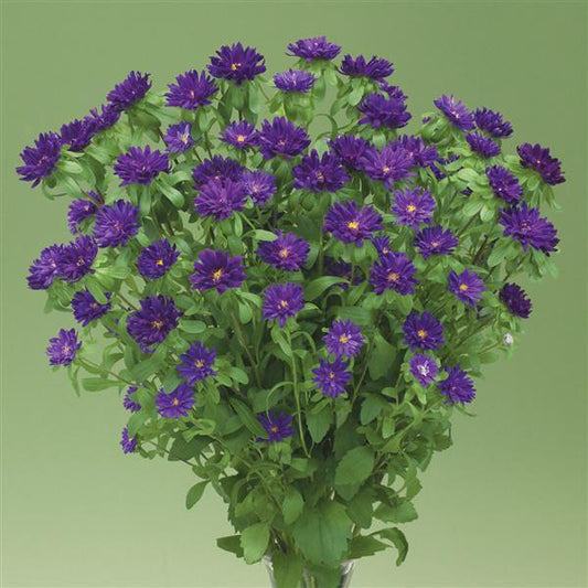 50 Aster Seeds Aster Nina Plus Purple Cut Flowers