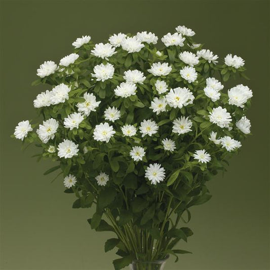 50 Aster Seeds Aster Nina Plus White Cut Flowers