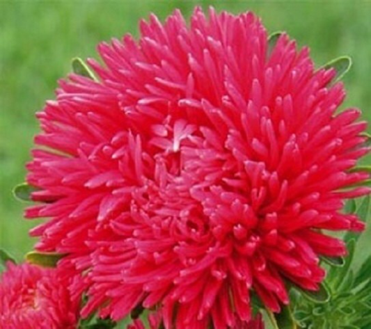 50 Aster Seeds Paeony Duchess Scarlet Great For Honeybees