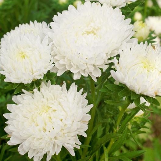 50 Aster Seeds Paeony Duchess White Attracts Bees
