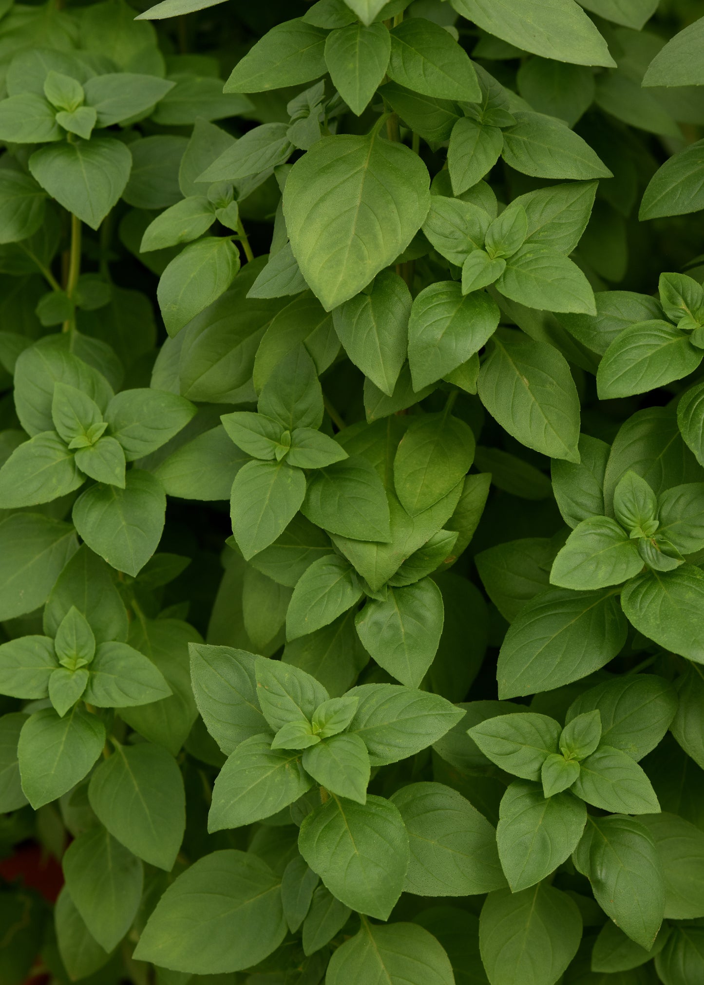Everleaf Lemon Basil Seeds – 50 Premium Herb Seeds (Slow-Bolting)