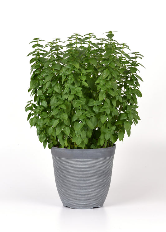 Everleaf Lemon Basil Seeds – 50 Premium Herb Seeds (Slow-Bolting)