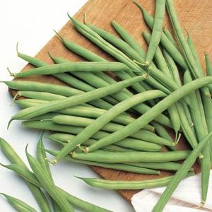 Blue Lake Bush Bean Seeds 50 Premium Green Bean Vegetable Seeds