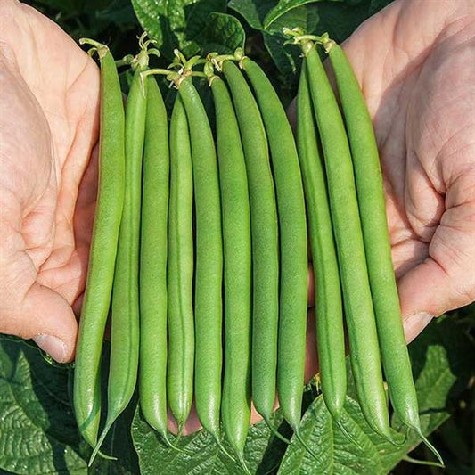 Caprice Bean Seeds 50 Premium Bush Bean Garden Seeds