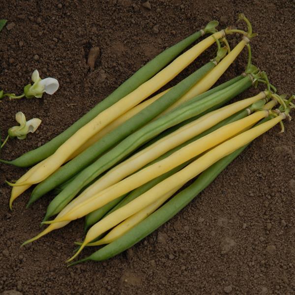 Gold & Green Mix Bean Seeds 50 Premium French Filet Bush Bean Seeds