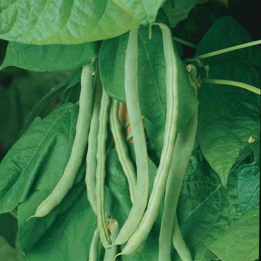 Kentucky Wonder Bean Seeds 50 Premium Heirloom Pole Bean Seeds for Gardens