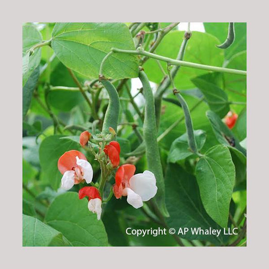 Painted Lady Runner Bean Seeds 15 Seeds Bicolor Blooms & Edible Beans