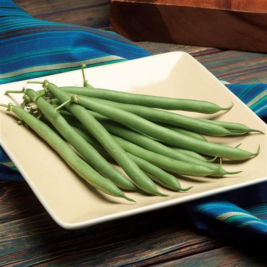 Prevail Bean Seeds 50 Premium Bush Bean Garden Seeds High-Yield Green Beans