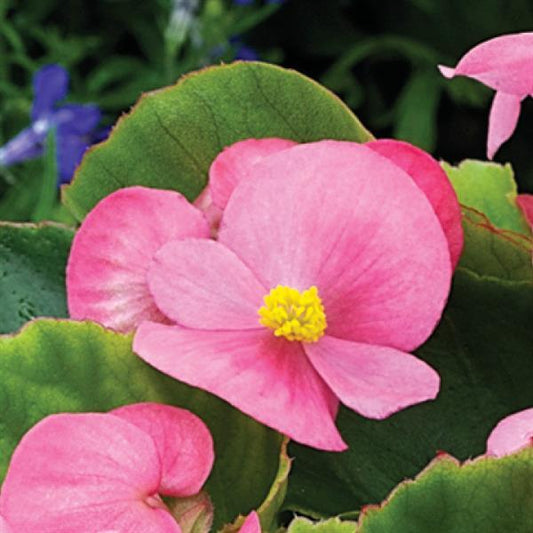Begonia Seeds 50 Pelleted Seeds Begonias Bada Bing Pink
