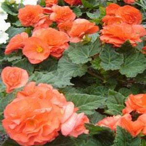 Begonia Seeds Fortune Coral Shades 15 thru 100 Pelleted Seeds