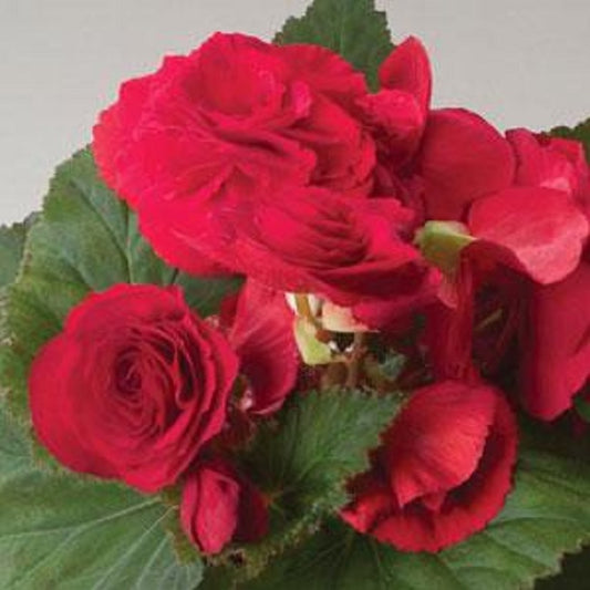 Begonia Seeds Fortune Scarlet 15 thru 100 Pelleted Seeds