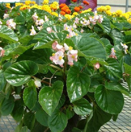 Begonia Seeds Higro Pink 50 Pelleted Seeds Flower Seeds