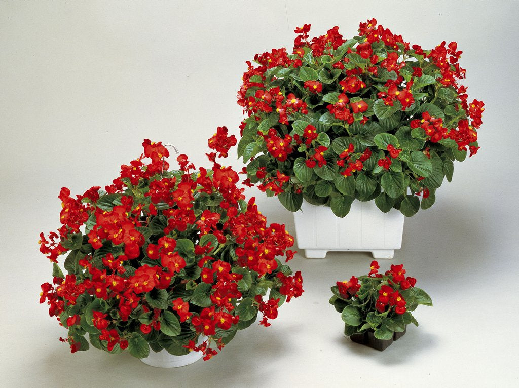 Begonia Seeds Higro Rose 50 Pelleted Seeds Flower Seeds