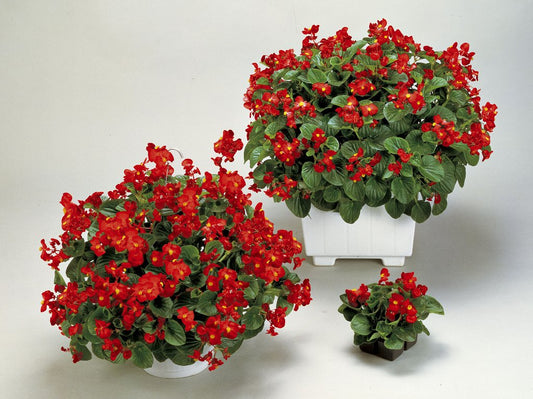 Begonia Seeds Higro Rose 50 Pelleted Seeds Flower Seeds