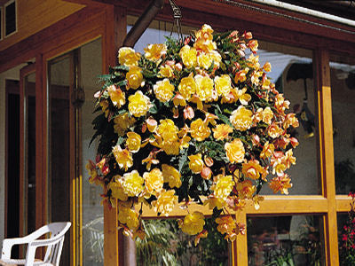 Begonia Seeds Illumination Apricot 50 Pelleted Seeds Trailing Begonia