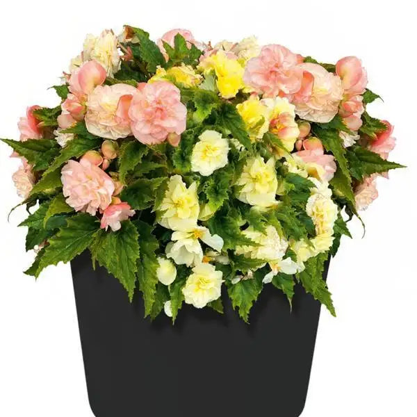plant in black pot: “Nonstop Joy Peaches and Dreams F1 begonia with peach-pink and pale yellow double blooms cascading over a black pot.