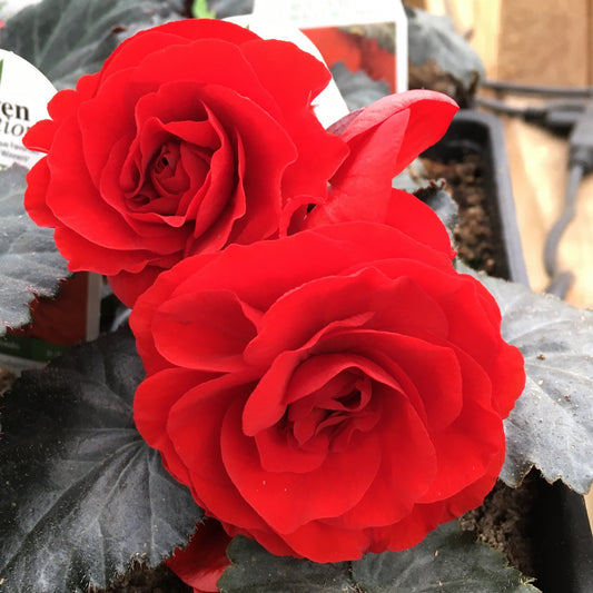 Begonia Nonstop Mocca Red Begonia Seeds 15 thru 500 Pelleted Seeds