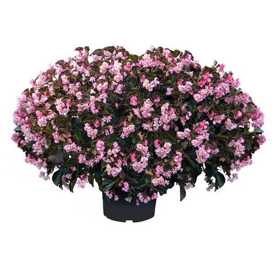 Begonia Seeds Stonehedge Light Pink Bronze Leaf Pelleted Seeds
