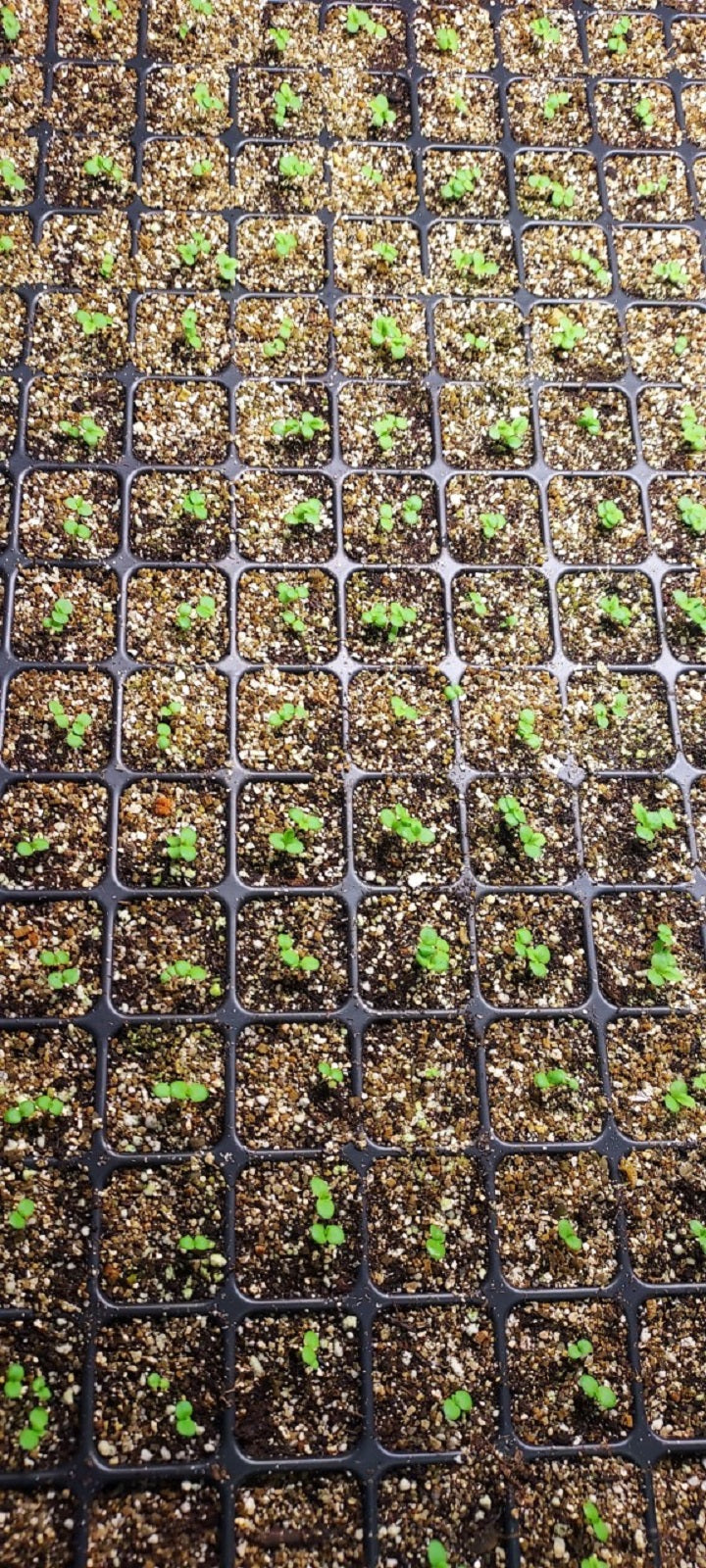Bellis Seeds Bella Daisy Mix 25 Pelleted Seeds English Daisy