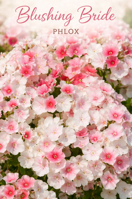 Phlox Seeds Blushing Bride 250 Seeds Annual Phlox drummondii Flower Seeds