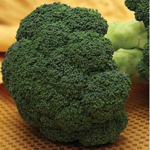 Emerald Jewel Broccoli Seeds – 100 Premium Vegetable Seeds