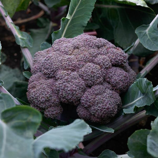 Purple Magic Broccoli Seeds – 50 F1 Purple-Stem Vegetable Seeds