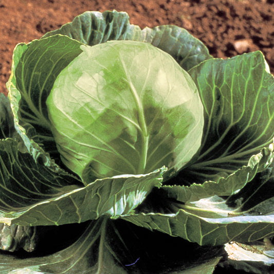 Golden Cross 40 Cabbage Seeds – 50 Early Hybrid Cabbage Seeds
