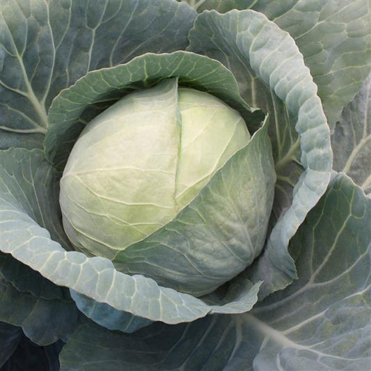 Xtreme Vantage F1 Cabbage Seeds 100 Hybrid Blue-Green Vegetable Seeds