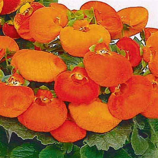 Calceolaria Dainty Bronze Seeds 50 Pelleted Purse Plant Seeds
