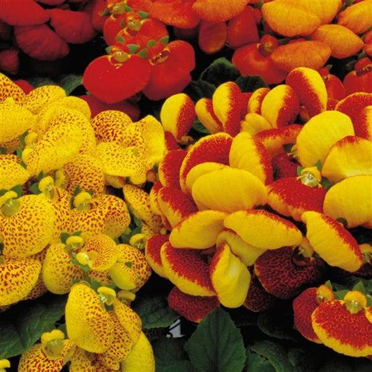 Calceolaria Dainty Mix Seeds 50 Pelleted Purse Plant Seeds